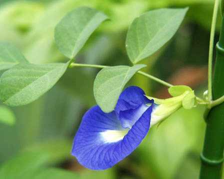 Aparajita Flower