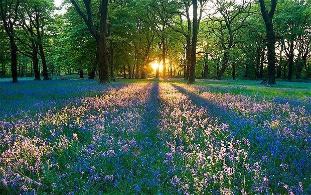 Bluebell flower