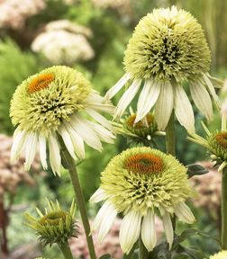 Cone Flower