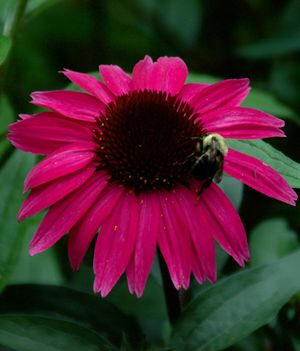 Cone Flower
