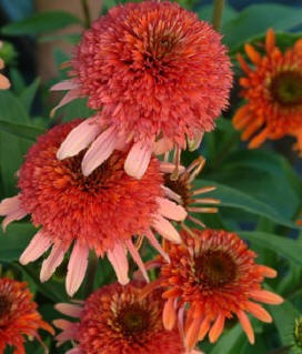 Cosmos Pink