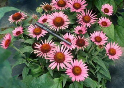 Cone Flower