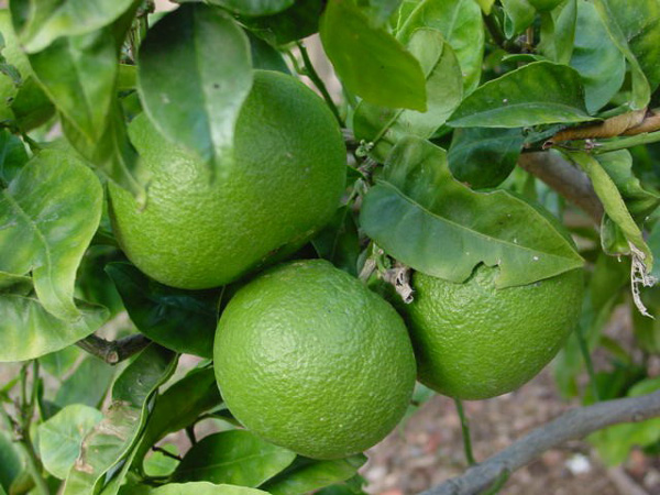 Orange Fruit