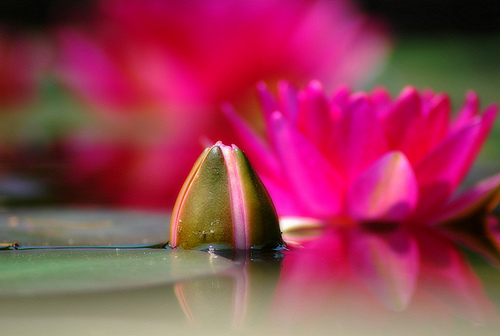 Water Lilies
