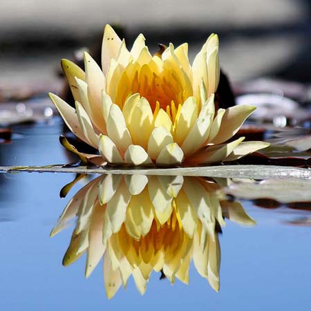 Water Lilies
