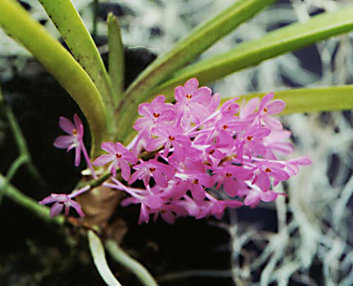 Orchid Flower