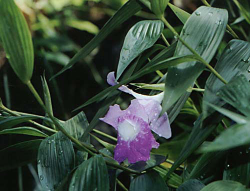 Orchid Flower