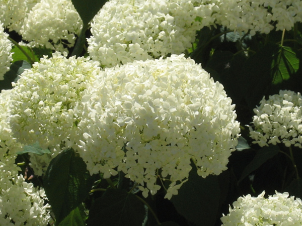 Snowball Flower