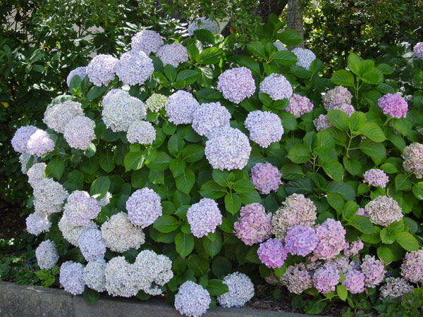 Snowball Flower
