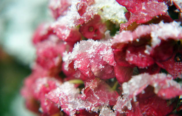 Snowball Flower